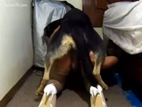 Whore trained her dog xxx to fuck
